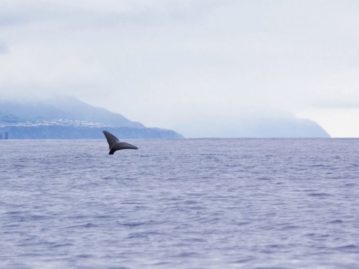 São Miguel Azores: Half-Day Whale Watching Trip