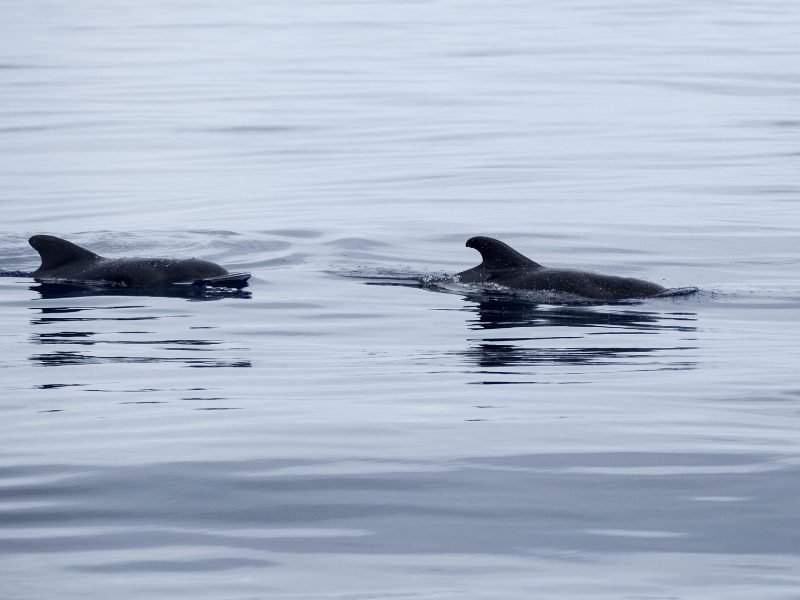 short finned pilot whales in the waters of the azores