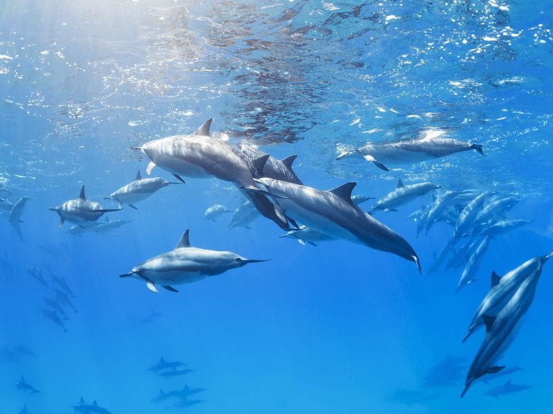 dolphins as seen from underwater
