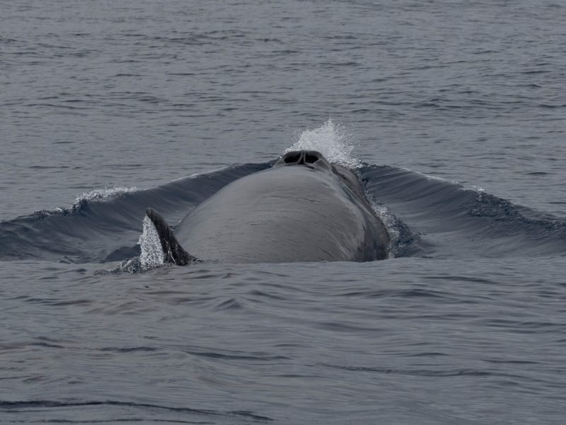 the back blowhole and fin of a sei whale, one of the many whale species you can find while whale watching in the azores