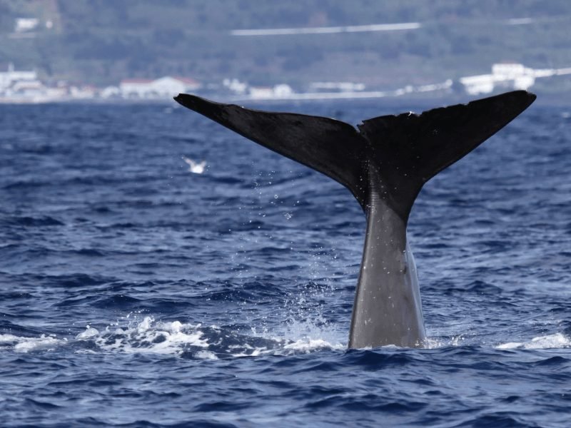 the tail of a sperm whale doing a deep dive off the coast of an azorean island