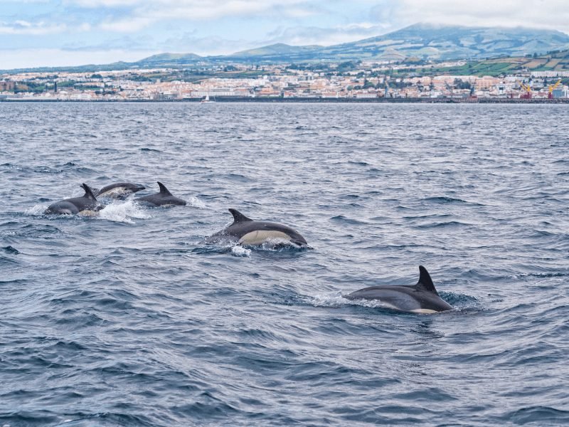 a pod of five dolphins swimming in the water near a boat off the coast of ponta delgada the largest city in the azores islands and a great hub for whale watching and dolphin watching in azores