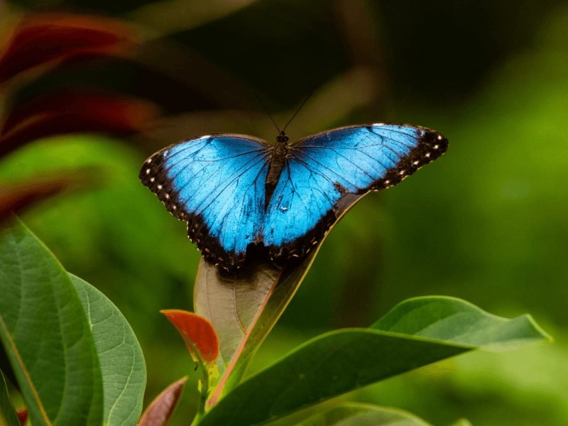 blue morpho butterfly at a butterfly farm in san ignacio - one of the best things to do in san ignacio