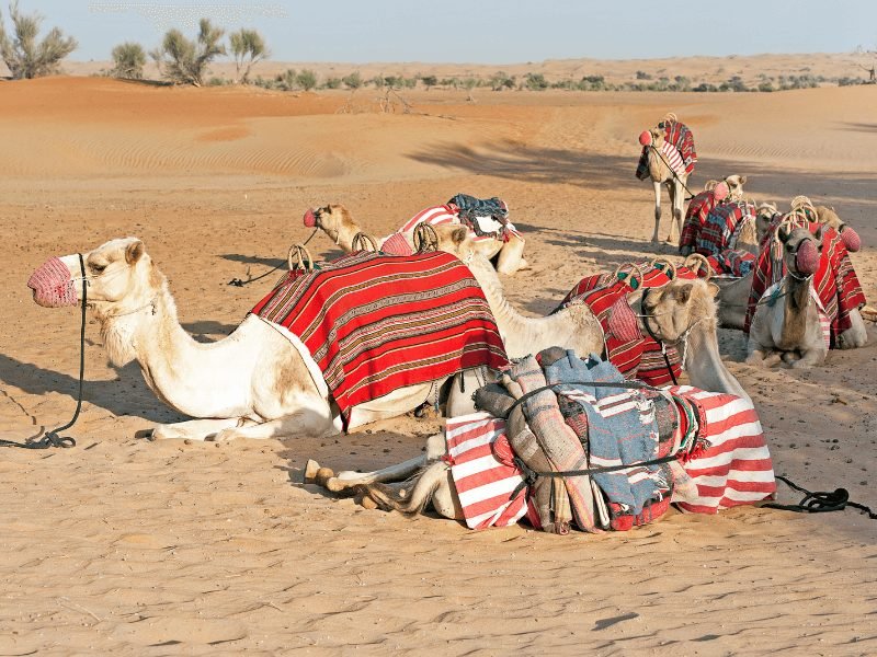 camels in the dubai desert wearing saddles and muzzles waiting before they do a camel ride