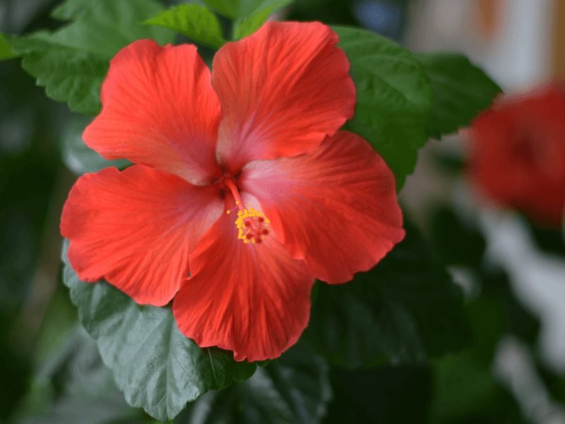 red hibiscus flower with green leaves and blurred background