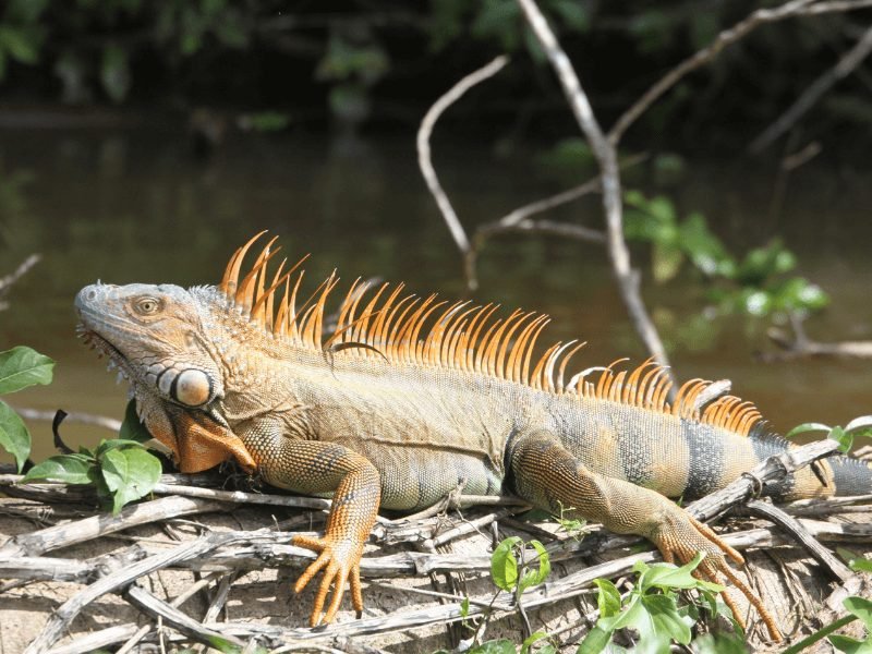 iguana standing very still sitting on branches by a river