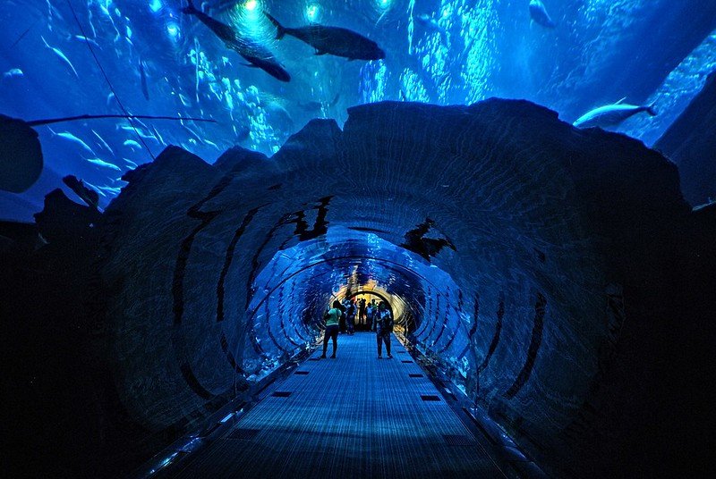 people in the dubai aquarium tunnel with sharks and large fish swimming overhead