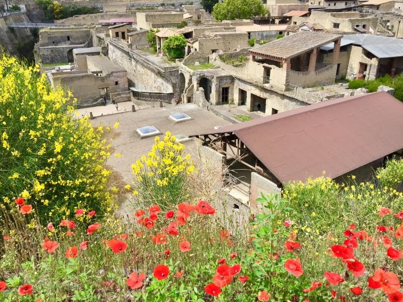 Flowers in the foreground, suggesting spring or early summer, with views of Herculaneum Archaeological Park in the background, with very few visitors because it is the off season in Italy.