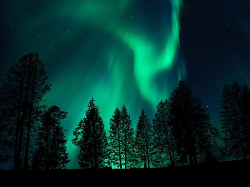 the beauty of the aurora in finnish lapland with green and light blue swirls and tree silhouettes