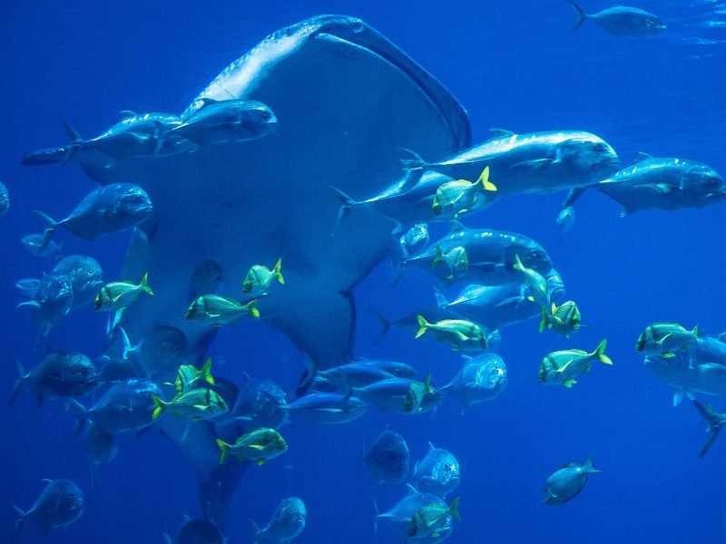 a whale shark with other tropical fish in an exhibit at the georgia aquarium