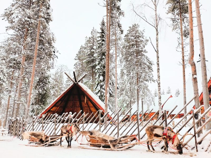 reindeer sled and forest and cabin in rovaniemi finnish lapland