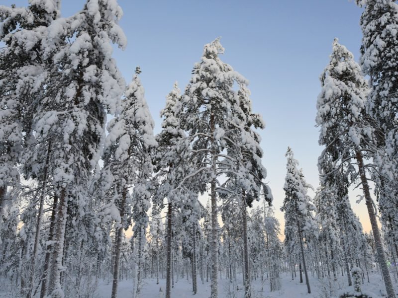 trees covered in snow while snowshoeing in rovaniemi in winter