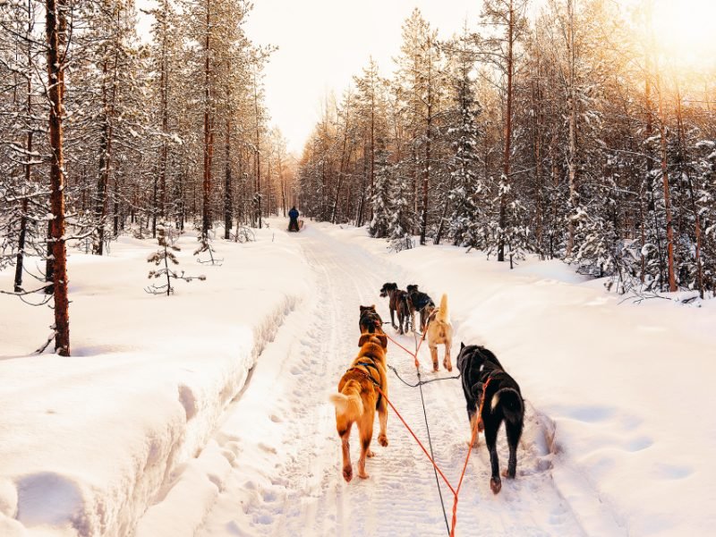 dog sledding in finland around forest area with sun low in sky