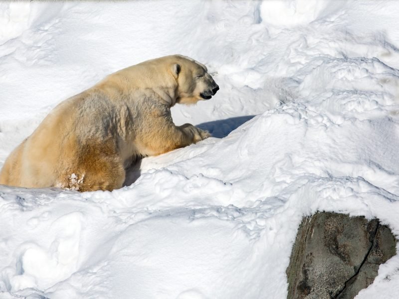 polar bear in the snow at ranua wildlife park