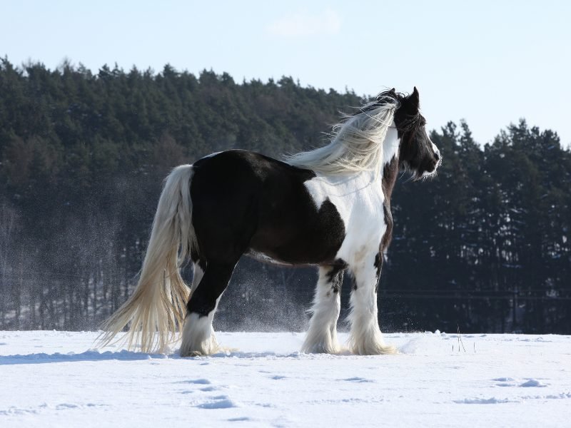 irish cob horse black and white in the snow