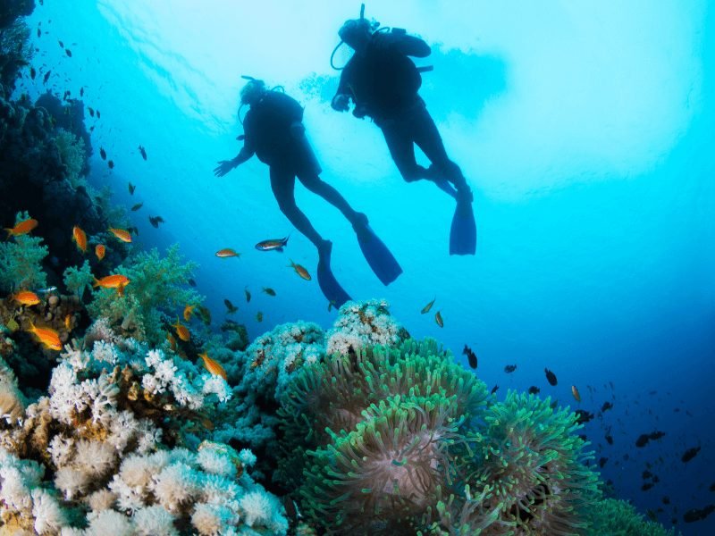 two people scuba diving in deep water with coral reef, anemones, and orange fish swimming around them, a popular water sport in Dubai