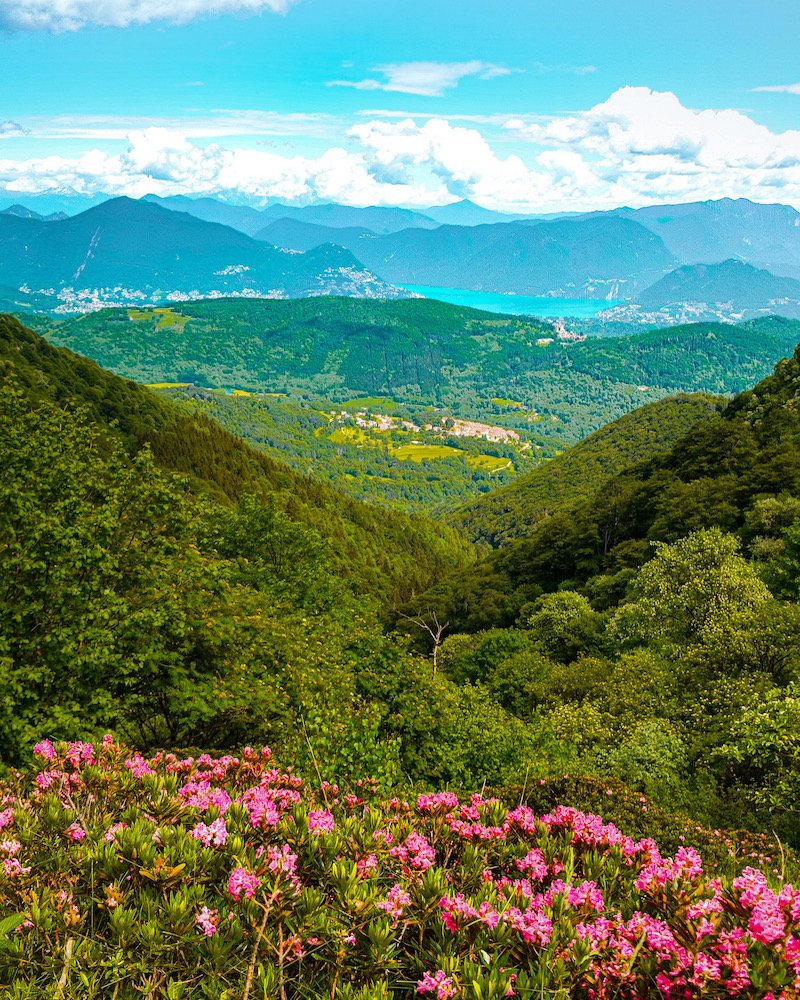 wildflowers with a view of the lake in the distance in southern switzerland italian canton of ticino