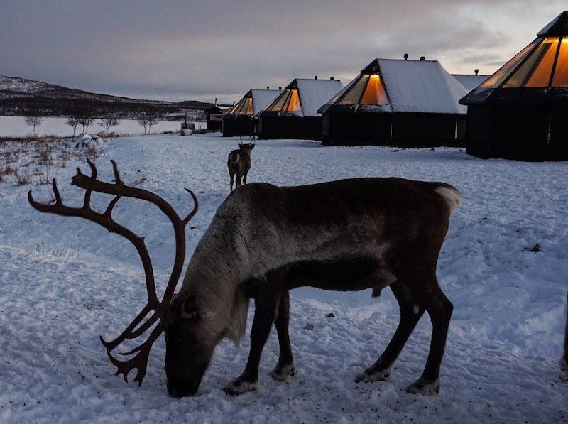 A reindeer is grazing in the snow, with views of the aurora cabins at this glass igloo hotel in Finland. The sun is setting and the lights are on in the cabins which you can see through the glass roofs.