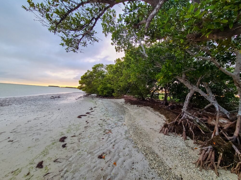 Beach with mangrove trees on the shore at sunset in the Everglades National Park in Florida, a Great  warm weather getaway in the USA in January