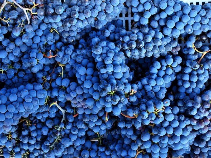 Blueish purple Sangiovese grapes seen on a pallet in Italy