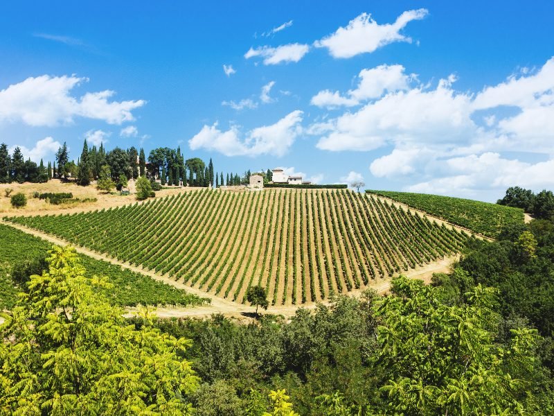 Rows of vineyards and fields in the Chianti region of Italy with a winery situated in the middle of it on a summery day