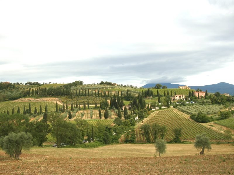 Rows upon rows of vineyards, trees, and wineries in the hills of Montepulciano region of Tuscany