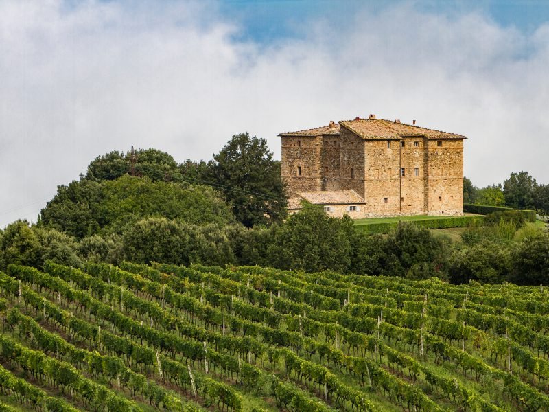 Rows of grapes in a vineyard with a stone wine house nearby in the area of Montalcino, Italy in Tuscan wine region.