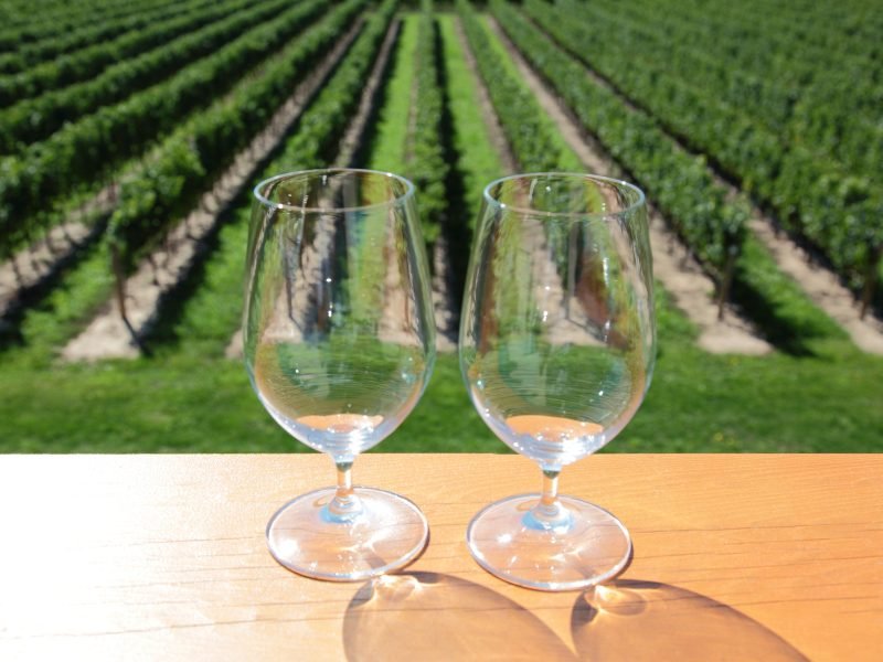 Two empty wine glasses overlooking rows of grapes on a vineyard in Tuscany