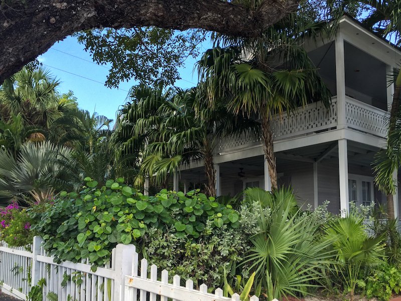 House in Key West in the winter time with pretty tropical plant life and lush foliage