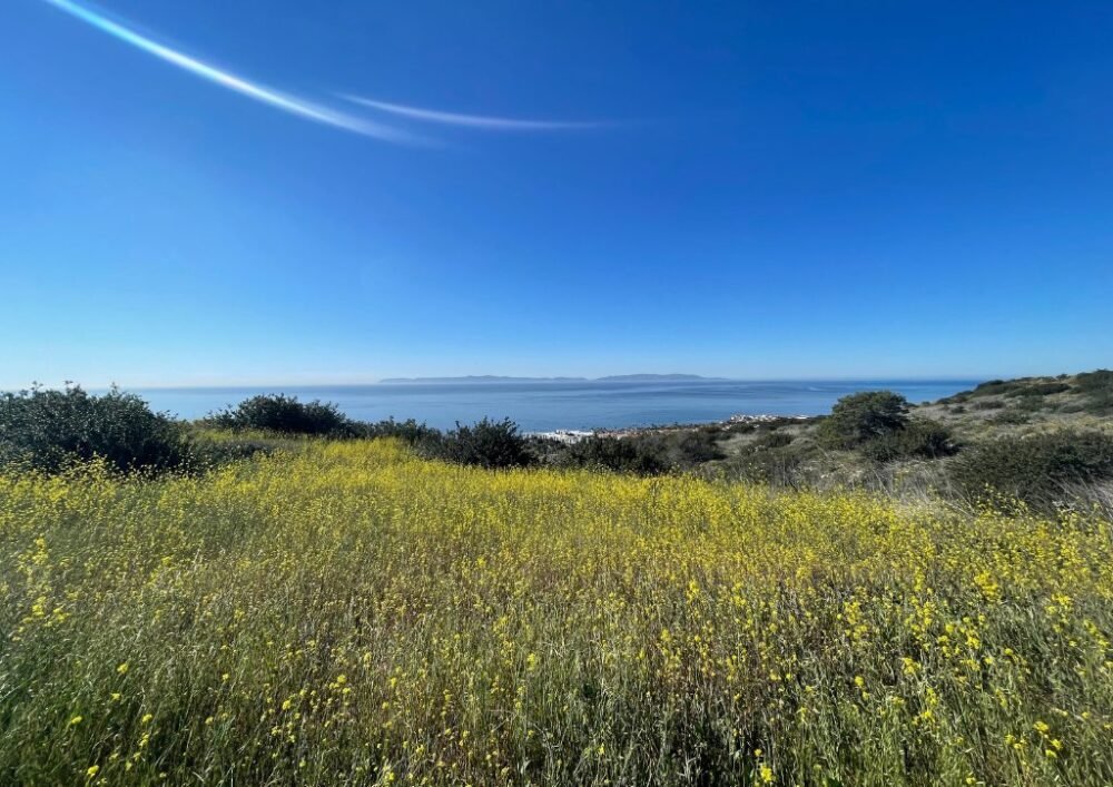 Yellow mustard flowers in Palos Verde peninsula enjoying a winter hike on a sunny day in South Bay Los Angeles in the winter months