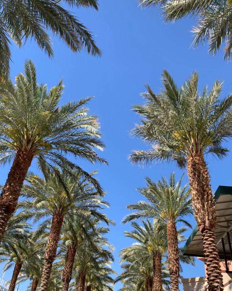 Palm trees in Palm Springs in the Tennis Garden area of the city