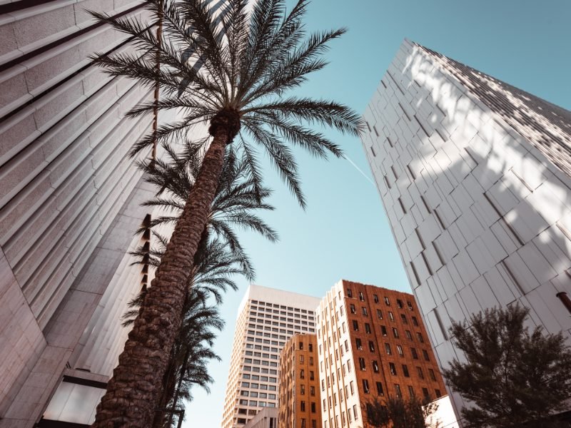 View of the downtown palm trees and skyscrapers of downtown Phoenix Arizona in january