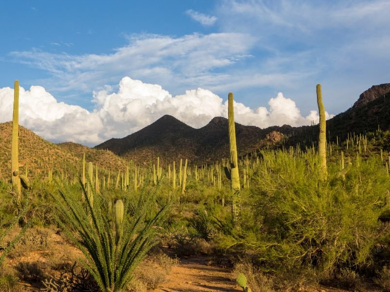 Saguaro National Park with cactus and desert shrubbery in the daytime with lots of clouds in the sky 