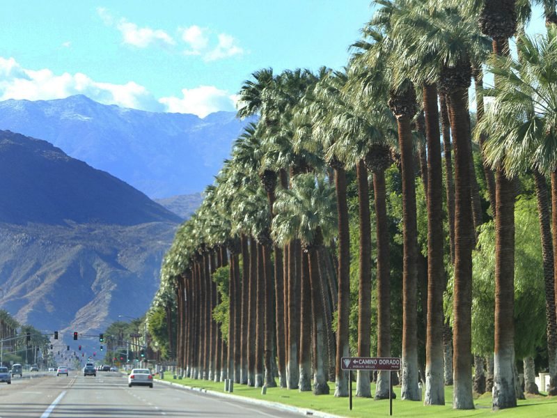 Palm trees on the side of a road in Palm Springs with mountains in the background on a pretty day