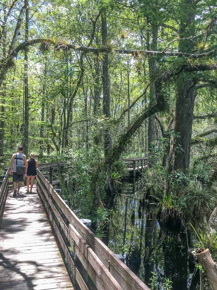 boardwalk exploring swampland areas in naples florida