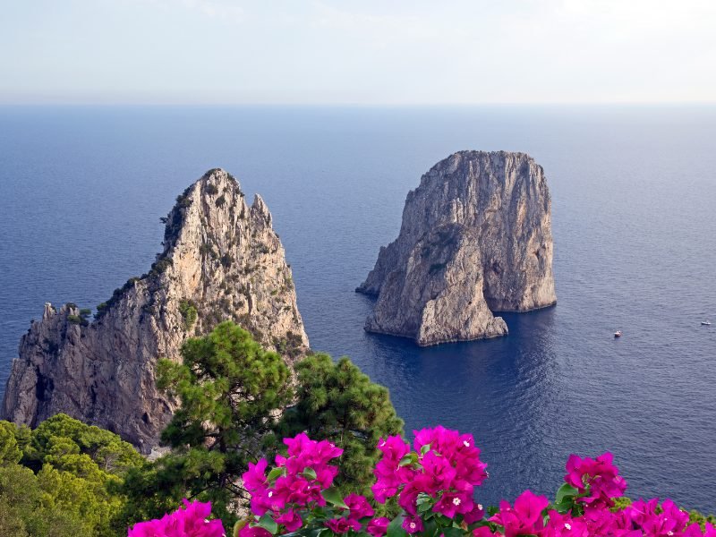 Pink flowers in the foreground suggesting the colors of spring. There are views of two rocks in out in the sea which are the famous rock formations off the coast of Capri. The light is soft and there are a few boats in the water below.