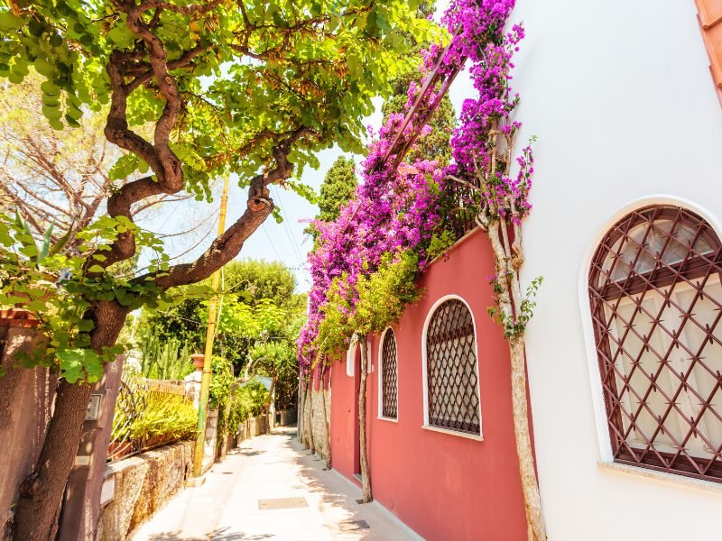 A colorful street scene in Capri, a quiet street with a big tree overhead as well as pink flowers on white and coral-red buildings on a small alleyway.