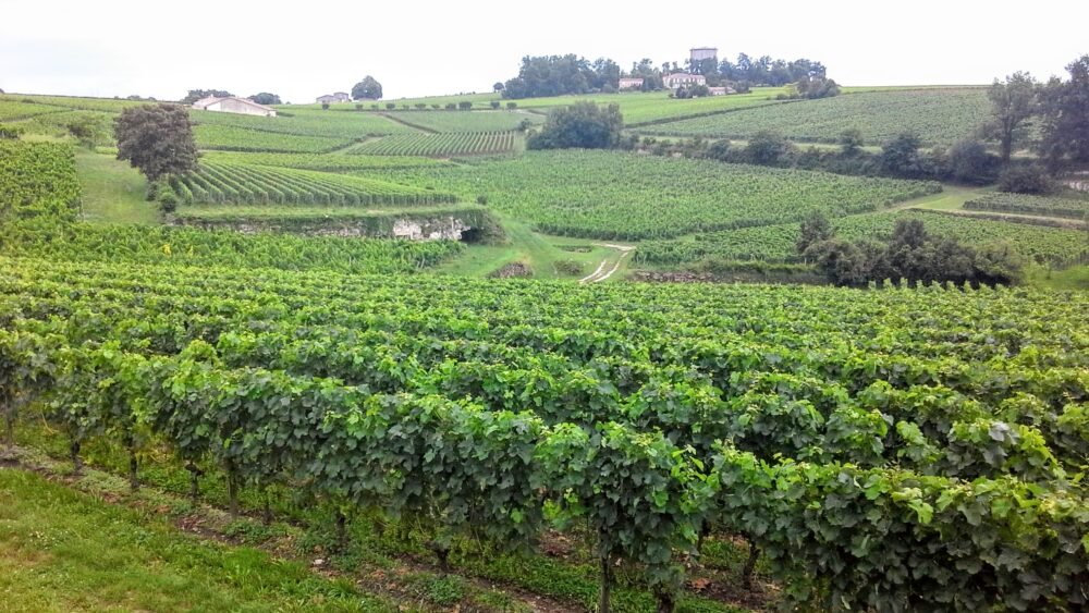 Full vineyards in Bordeaux on a foggy misty day while exploring the wine tasting region and all its possibilities