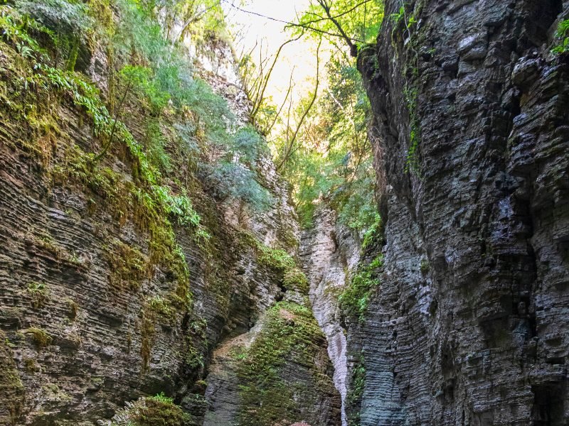 Canyon with moss and greenery and trees on a trail pathway