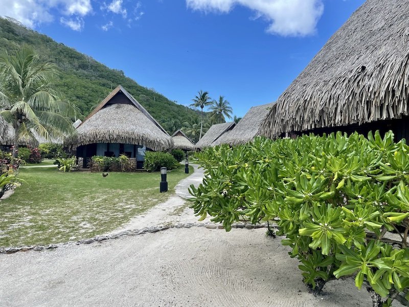 Garden bungalows in Sofitel Moorea with thatched roofs and a little path