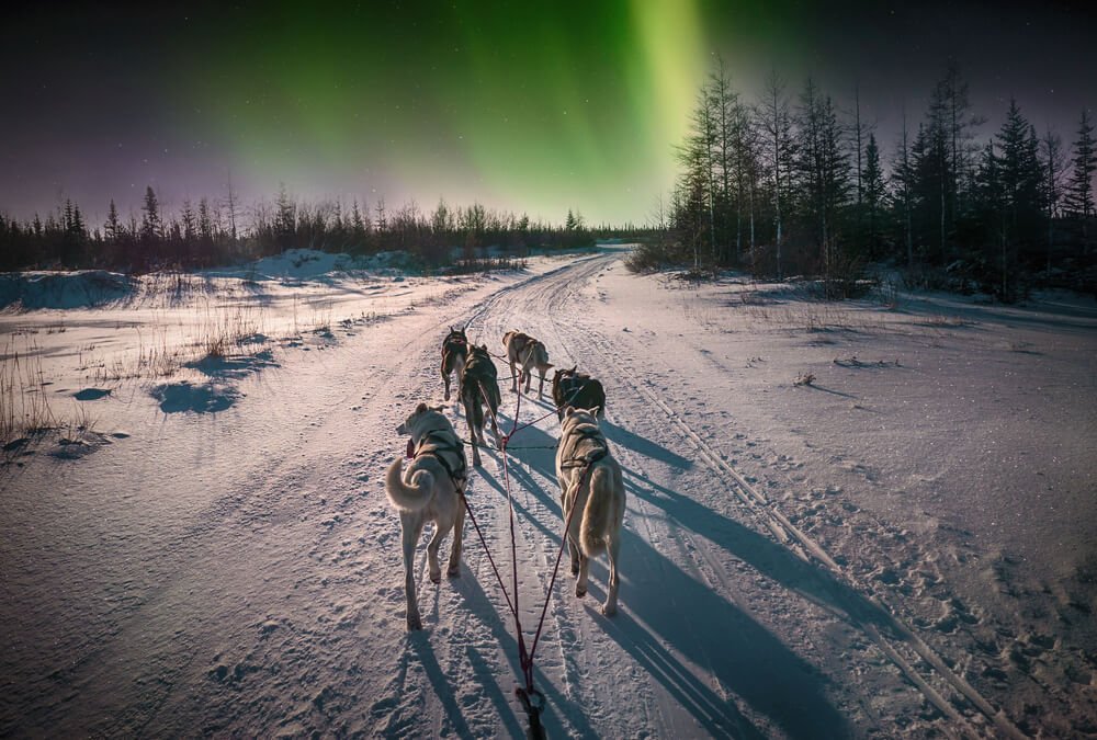 Dogs running on the track in the snow with view of the Northern lights overhead