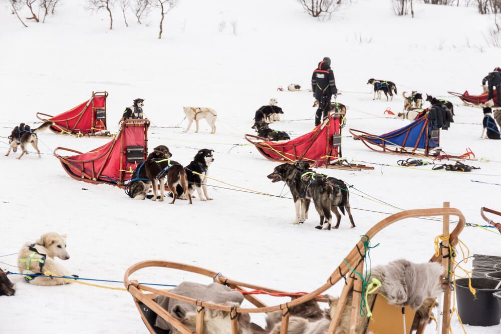 dog sledders all lined up and ready to go