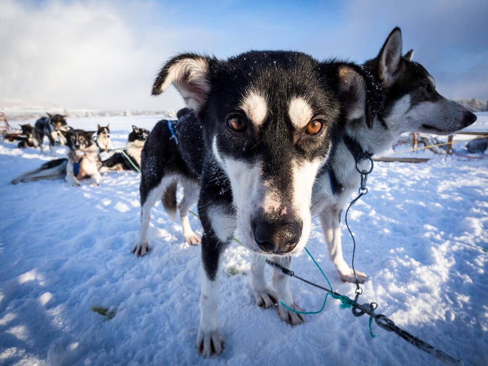 Close up of a very cute husky who is dog sledding in Tromso