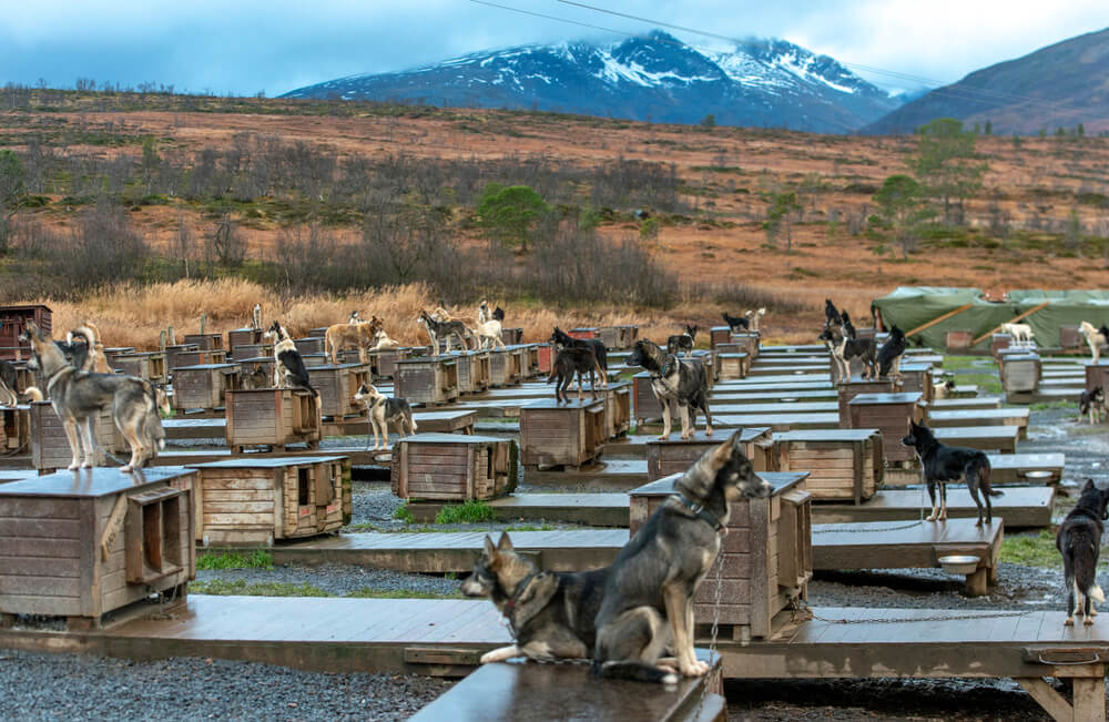 Autumn visit to a Tromso husky farm with a view of their dog houses