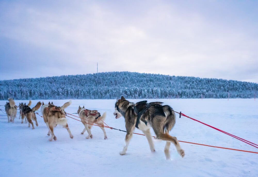 view from the side of five huskies running while attached to a dog sled in tromso 