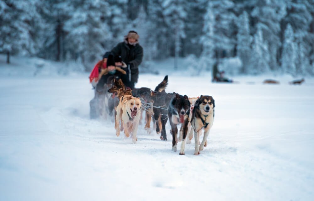 Head on view of a person dog sledding in Tromso with a team of huskies on a Tromso husky tour