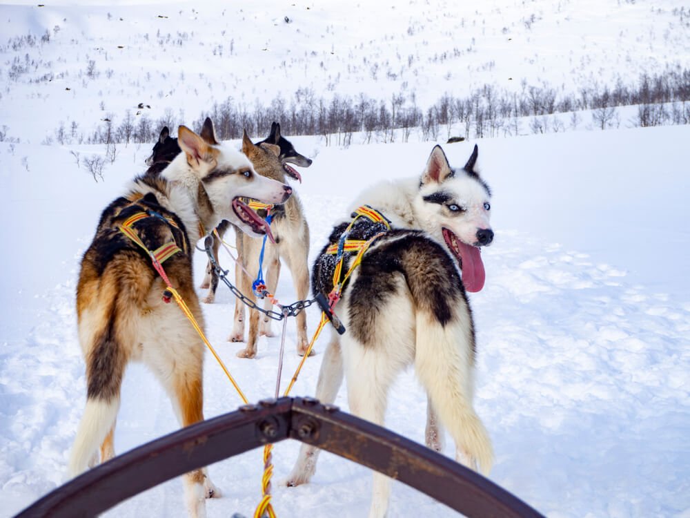 Dog sledding in the snowy countryside with one dog looking back at the camera and smiling