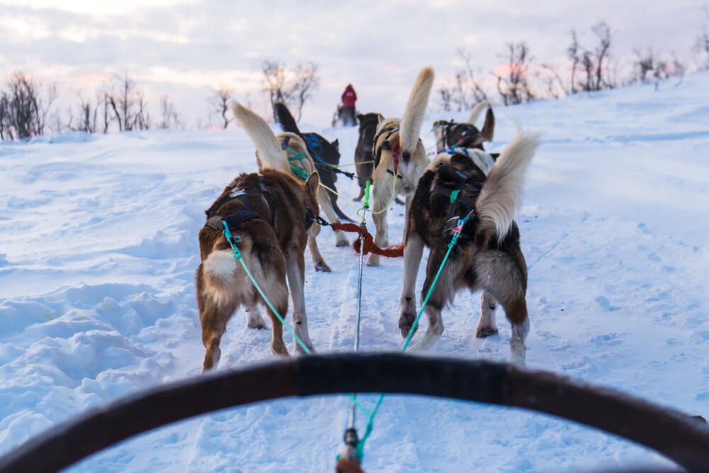 Pastel sky lit up beautifully with dogs in front of you as you sit in the front seat of a dog sled
