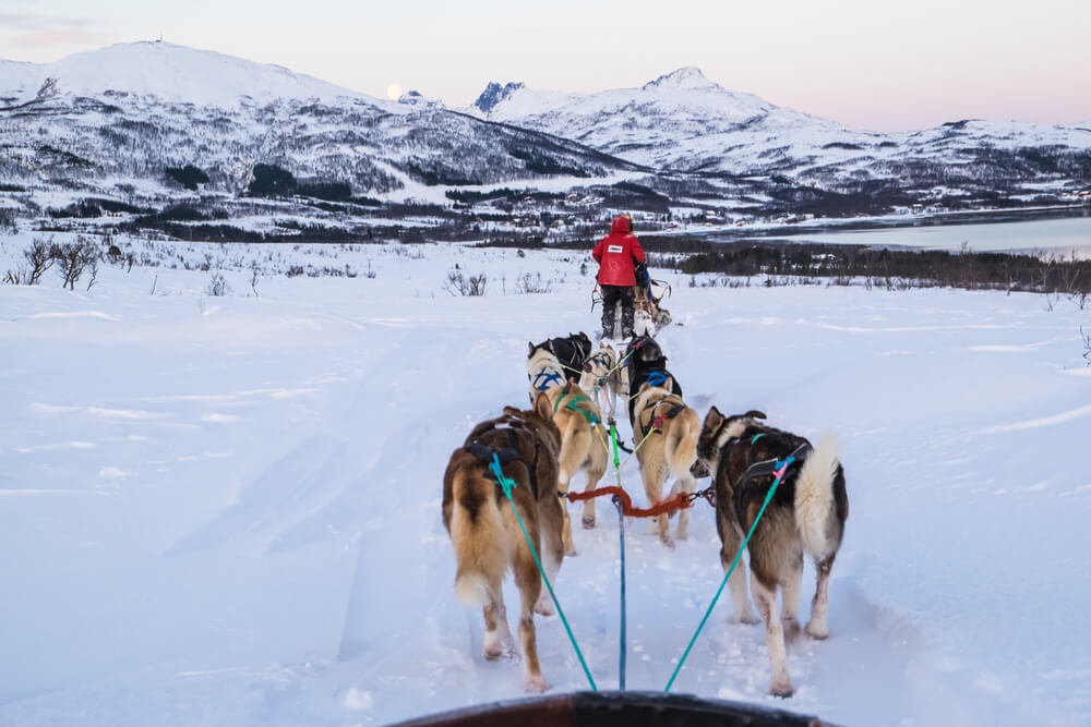 Landscape of Northern Norway with pastel colors in the sky around dawn or twilight, with a team of dogs in front, and other dog sledders on a Tromso husky tour in winter.