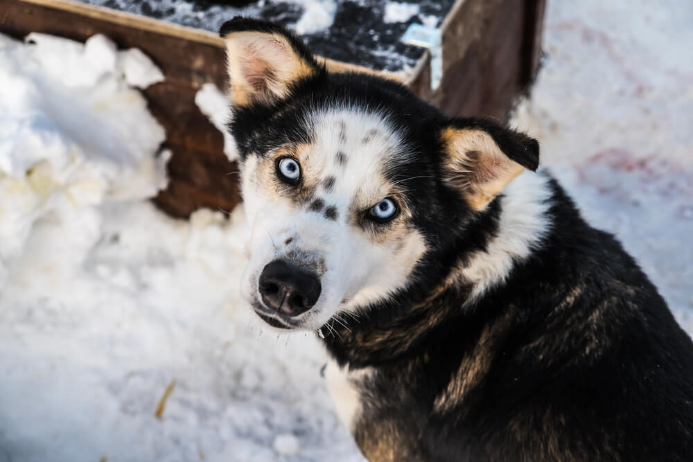 A cute husky looking directly at the camera at a tromso husky farm where they do dog sledding